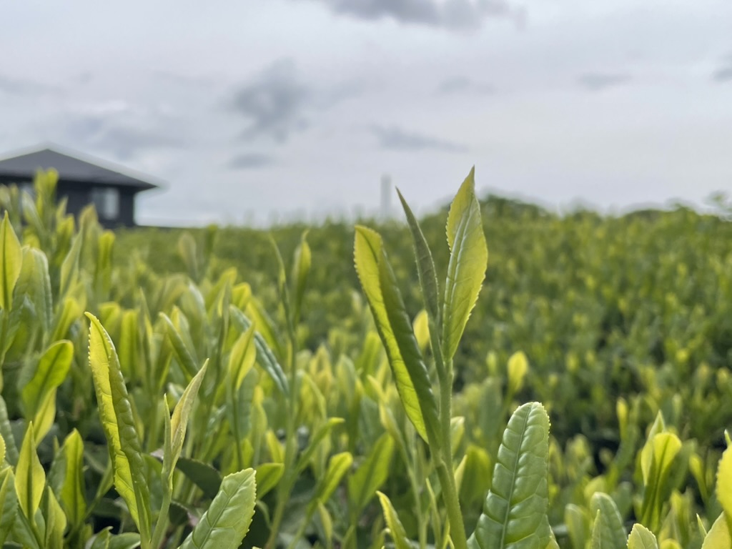 tea field