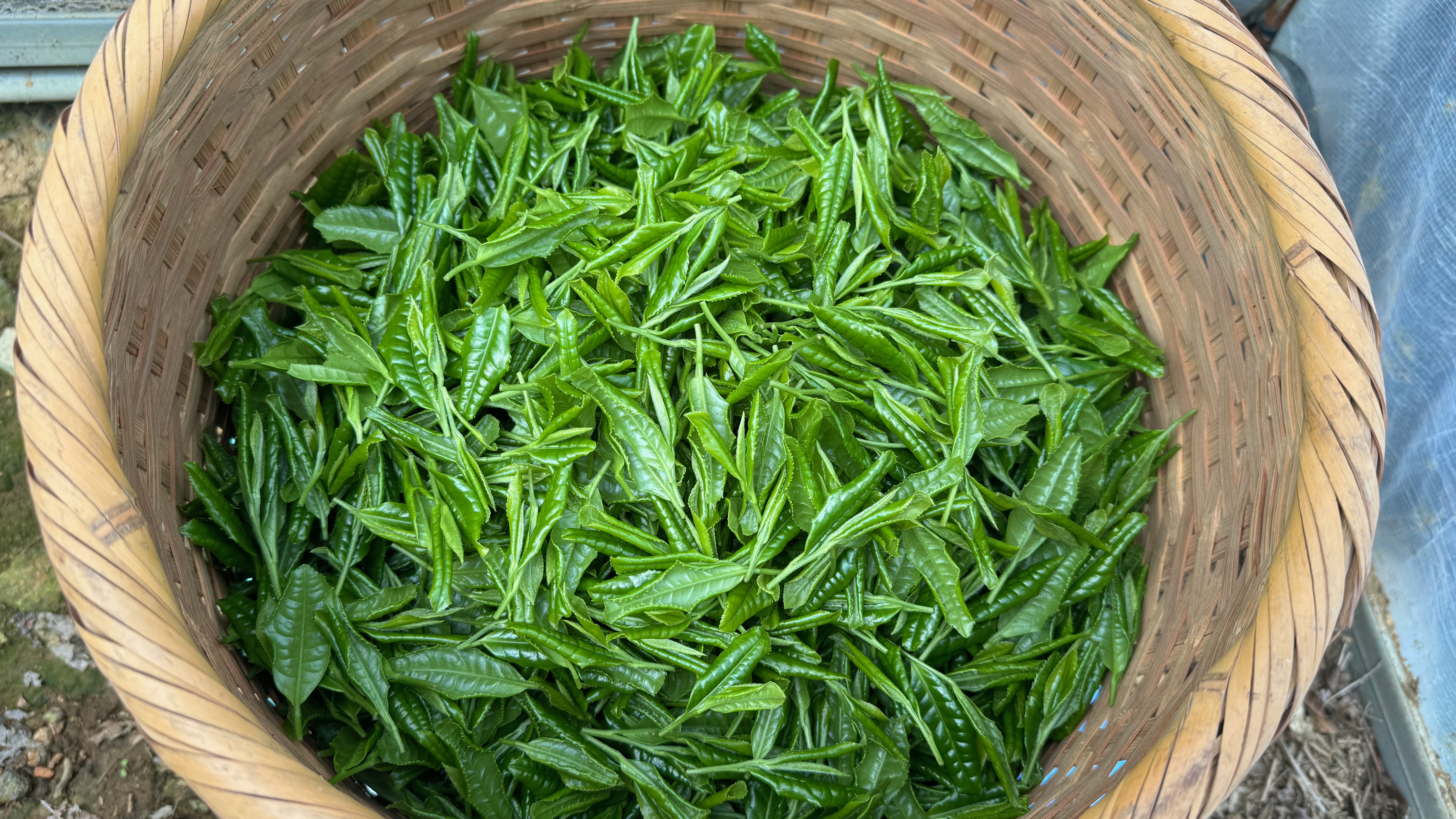 hand-picked tea leaves